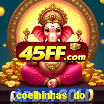 coelhinhas do brasil recife